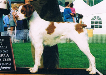 Bandit